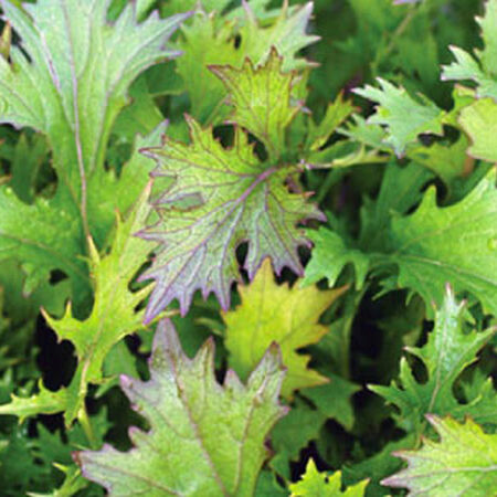 Mizuna Purple Mustard Seed, Greens - Packet image number null