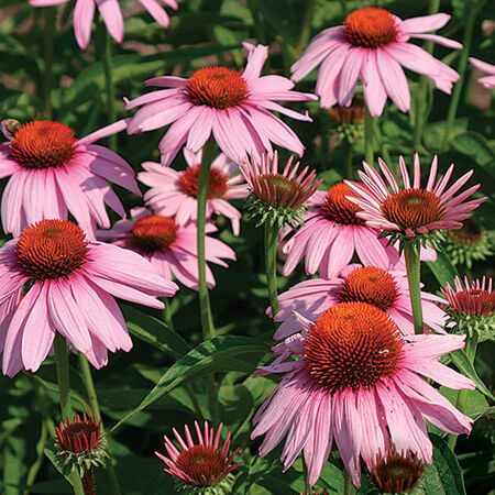 Purple, Echinacea Seeds - Packet image number null