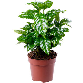 Arabian, Coffee Tree Seed