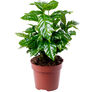 Arabian, Coffee Tree Seed - Packet thumbnail number null