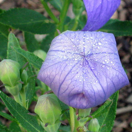 Komachi Balloon Flower, Campanula Seeds - 50 Seeds image number null