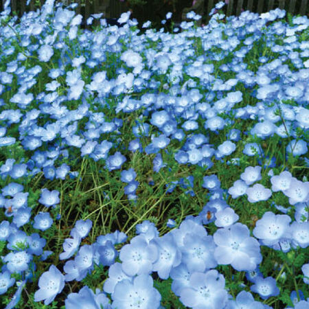 Baby Blue Eyes, Nemophila Seeds - Packet image number null