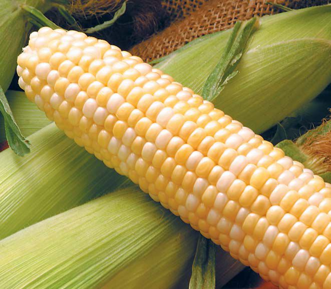 MEGA RARE Unique NON-GMO Corn Dakota Ivory Perle Corn ~30 Top Quality Seeds 