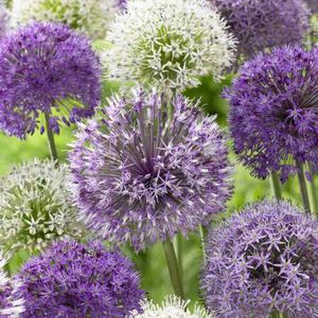 Giant Mix, Allium, Allium - 3 Bulbs image number null