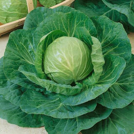 Green Express, Cabbage Seeds