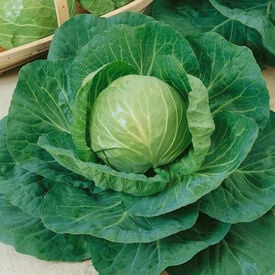 Green Express, Organic Cabbage Seeds