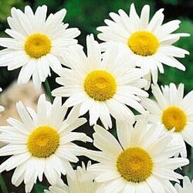 Shasta, Daisy Seeds