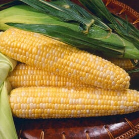 Kristine, (F1) Corn Seed