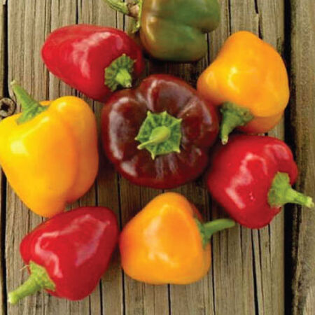 Petite Mix Bell, Pepper Seeds - Packet image number null