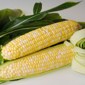 Sweetness, (F1) Corn Seed