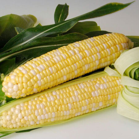 Sweetness, (F1) Corn Seed - 1 Ounce image number null