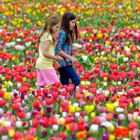 Long Lasting 'All Season', Tulip Bulbs - 500 Bulbs image number null