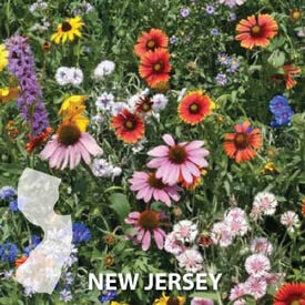 New Jersey Blend, Wildflower Seed