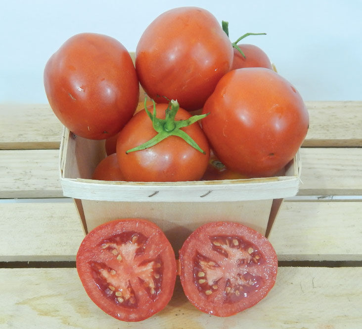 Tomato 100 Seeds MONEYMAKER Organic 