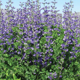 Blue Indigo, Baptisia Seeds