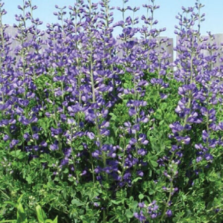 Blue Indigo, Baptisia Seeds - Packet image number null