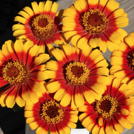 Sombrero, Zinnia Seeds