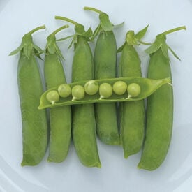 Upland Cress Seeds -Creasy Greens in The South - Mmmmmm.Good(50 - Seeds) : Patio, Lawn & Garden