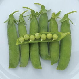 Thomas Laxton, Pea Seeds