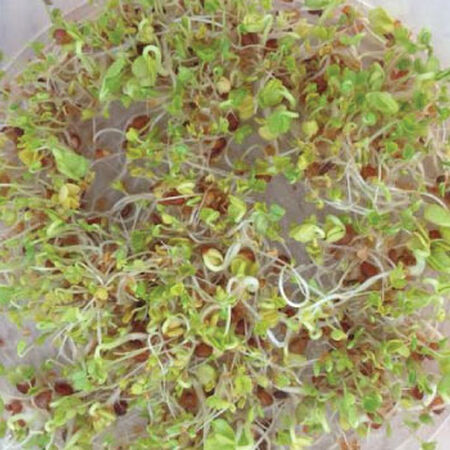 French Mix, Sprout Seeds - 1/4 Pound image number null