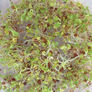 French Mix, Sprout Seeds - 1/4 Pound thumbnail number null