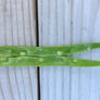 Greencrop, Bean Seeds - Packet (2 oz.) thumbnail number null