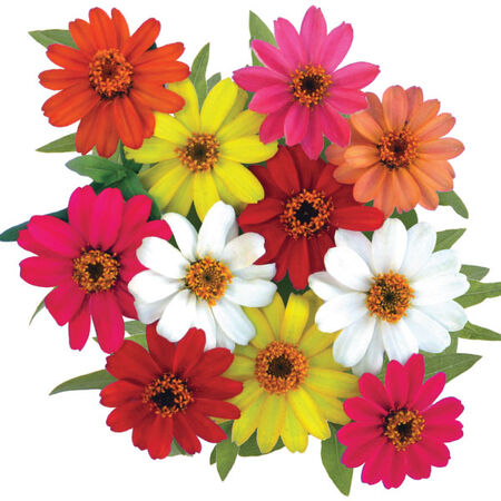 Profusion Mix, Zinnia Seeds - Packet image number null