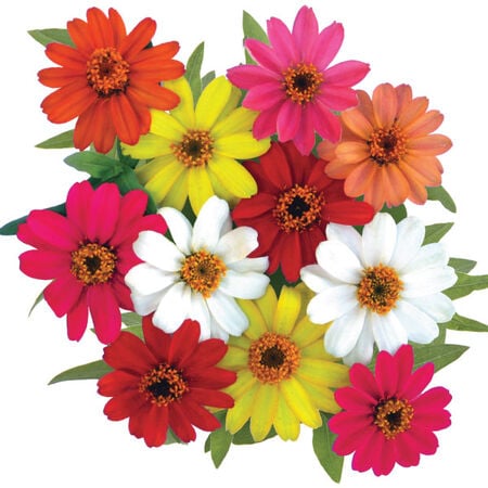 Profusion Mix, Zinnia Seeds - Packet image number null