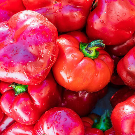 Ashe County Pimento, Pepper Seeds - Packet image number null
