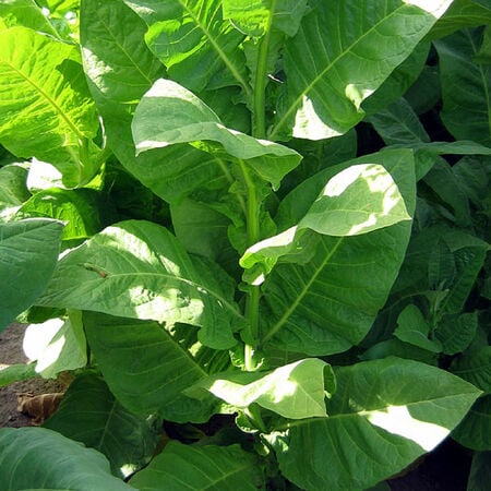 Corojo 99, Tobacco Seed - Packet image number null