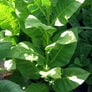 Corojo 99, Tobacco Seed - Packet thumbnail number null
