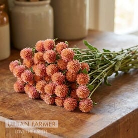 QIS Salmon, Gomphrena Seeds