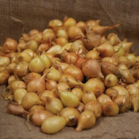 Stuttgarter Yellow, Onion Sets - 1 Pound image number null