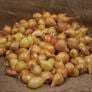 Stuttgarter Yellow, Onion Sets - 1 Pound thumbnail number null