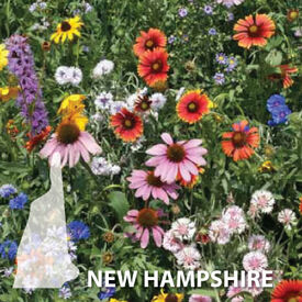 New Hampshire Blend, Wildflower Seed