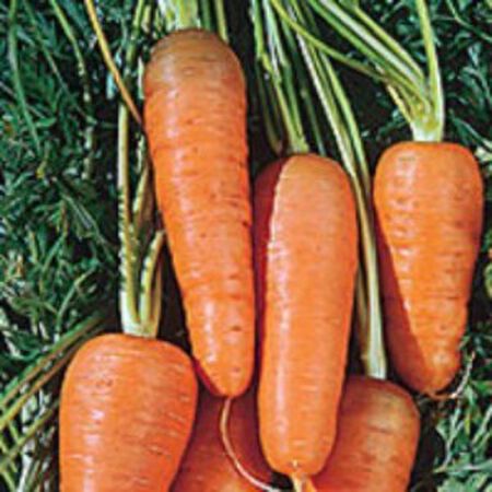 Chantenay Red Core, Carrot Seeds - Packet image number null