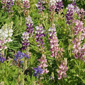 Pixie Delight, Lupine Seeds