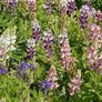 Pixie Delight, Lupine Seeds - Packet thumbnail number null