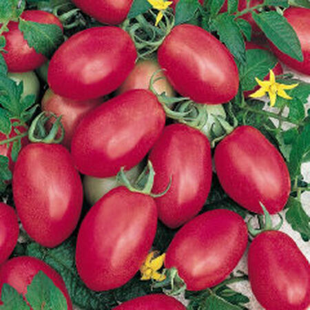 Porter, Tomato Seeds - Packet image number null