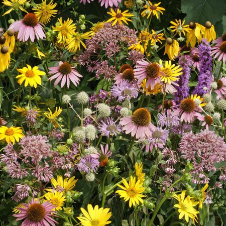 Tall Prairie Blend, Wildflower Seed - 1 Ounce image number null