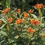 Bloodflower, Asclepias (Butterfly Weed) - Packet thumbnail number null