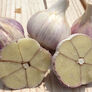 Music, Garlic Bulbs thumbnail number null