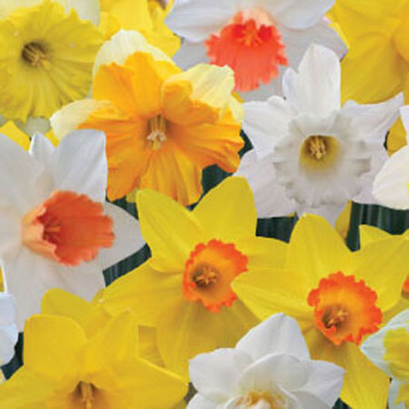 Long Lasting, Daffodil Bulbs image number null