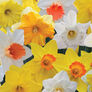 Long Lasting, Daffodil Bulbs thumbnail number null
