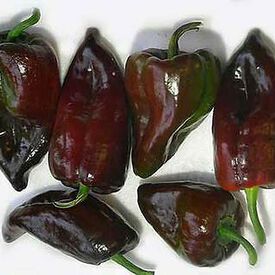 Mulato Isleno, Pepper Seeds
