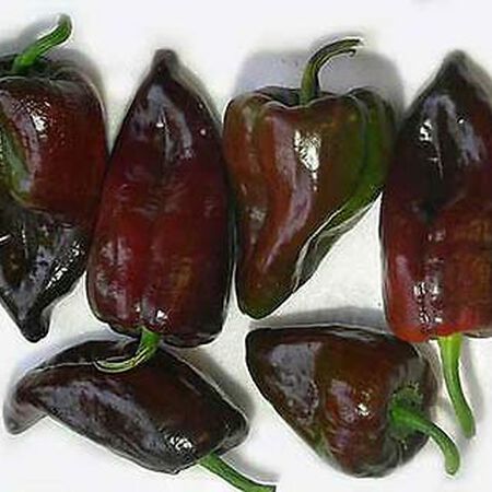 Mulato Isleno, Pepper Seeds - Packet image number null