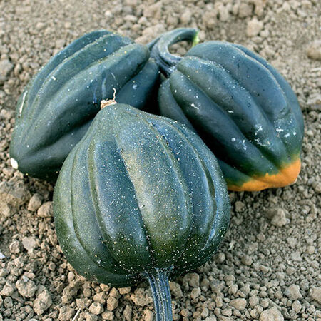 Table King Bush, Organic Squash Seeds - Packet image number null