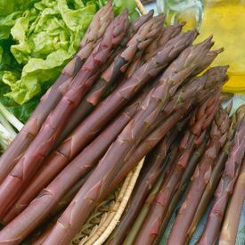 Purple Passion, (F1) Asparagus Roots