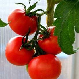 Tropic VFN, (F1) Tomato Seeds