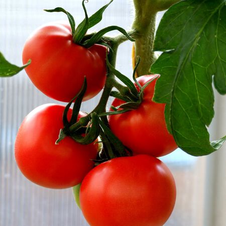 Tropic VFN, Tomato Seeds - Packet image number null